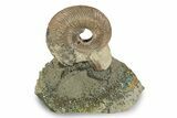 Iridescent, Pyritized Ammonite (Quenstedticeras) Fossil Display #244931-1